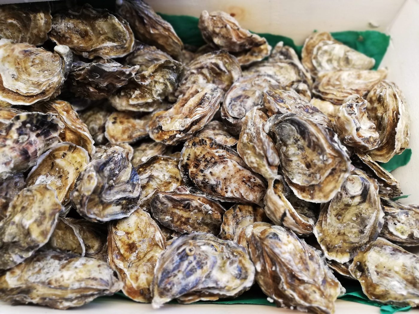 Des huîtres creuses de l'Huîtrerie Régis, en tas sur un papier vert